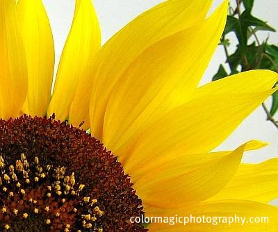Sunflower detail close-up