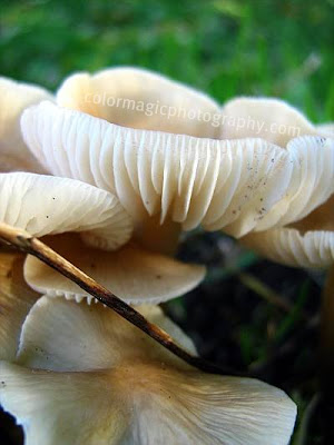 Mushroom on a tree stump