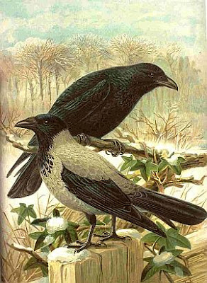 Hooded Crow and Carrion Crow-drawing