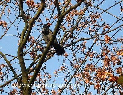 Hooded+crow-Corvus+cornix on a tree