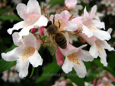 Beauty bush flowers with a bee-macro
