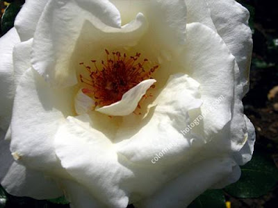 White rose-macro