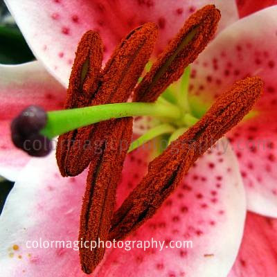 Oriental lily: stigma and stamens