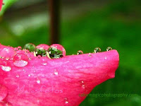 Raindrops on rose petal