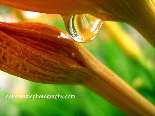 Raindrop on daylily-macro