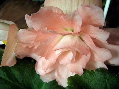 Light pink Begonia-close up