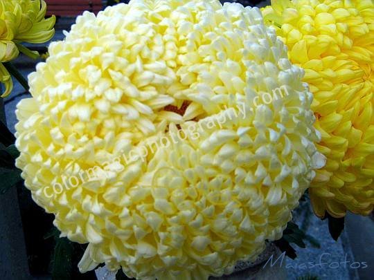 Pale yellow chrysanthemum-macro