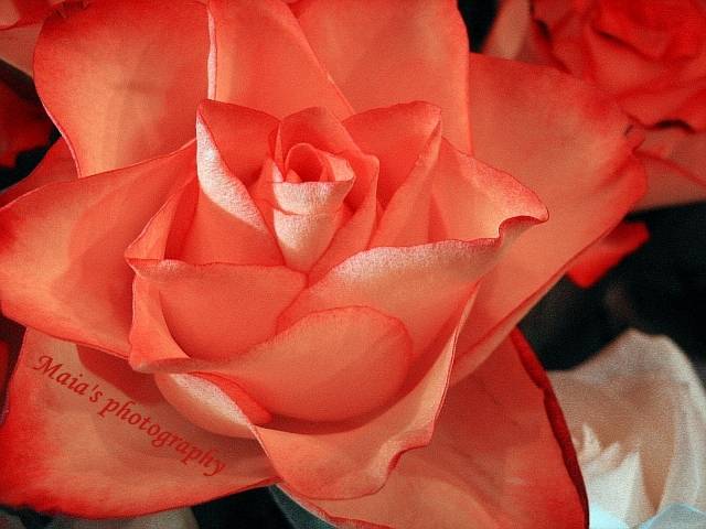 Gorgeous rose-macro