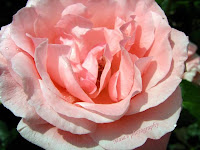 Pink rose head-macro
