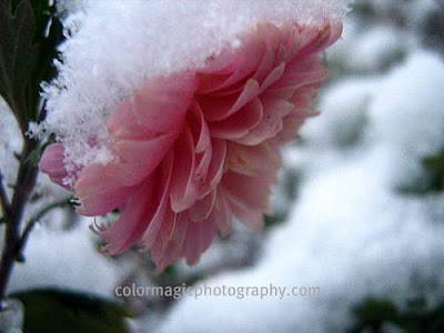 Pink chrysanthemums covered with snow