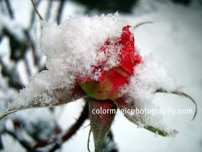 Red rose in snow