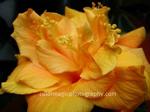 Yellow hibiscus picture