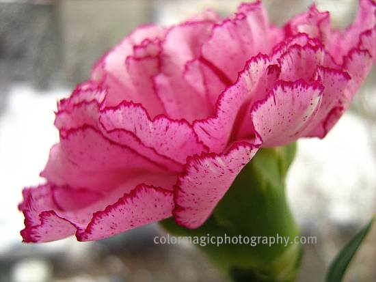 Pink-purple spotted carnation flower
