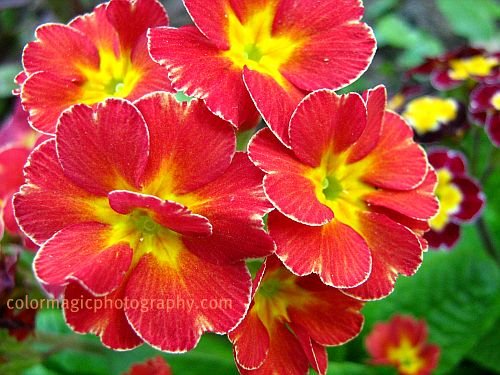 Red Primrose- primula flower photo