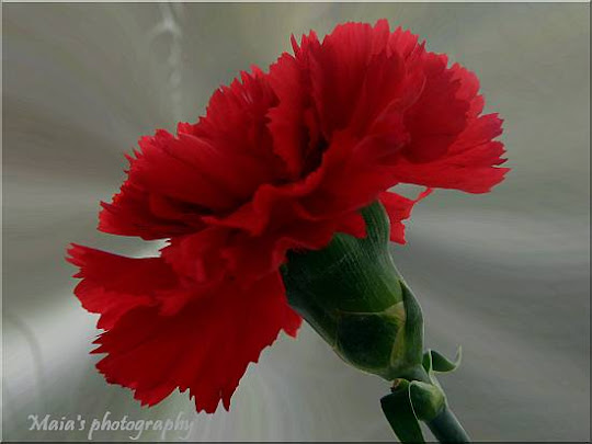 Red carnation flower macro-Dianthus Caryophyllus