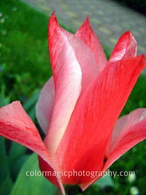 Dark pink-white flamed tulip-macro photo
