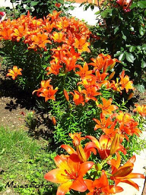 Tiger lilies-Fire lilies