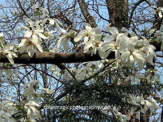 Star magnolia-Magnolia stellata picture