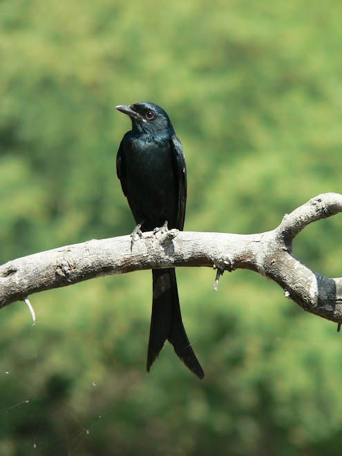 Drongo royal