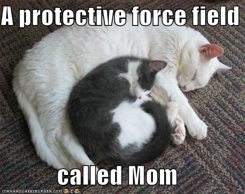 funny-pictures-kitten-has-a-protective-forcefield.jpg