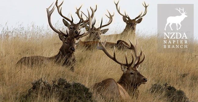 Napier Deerstalkers