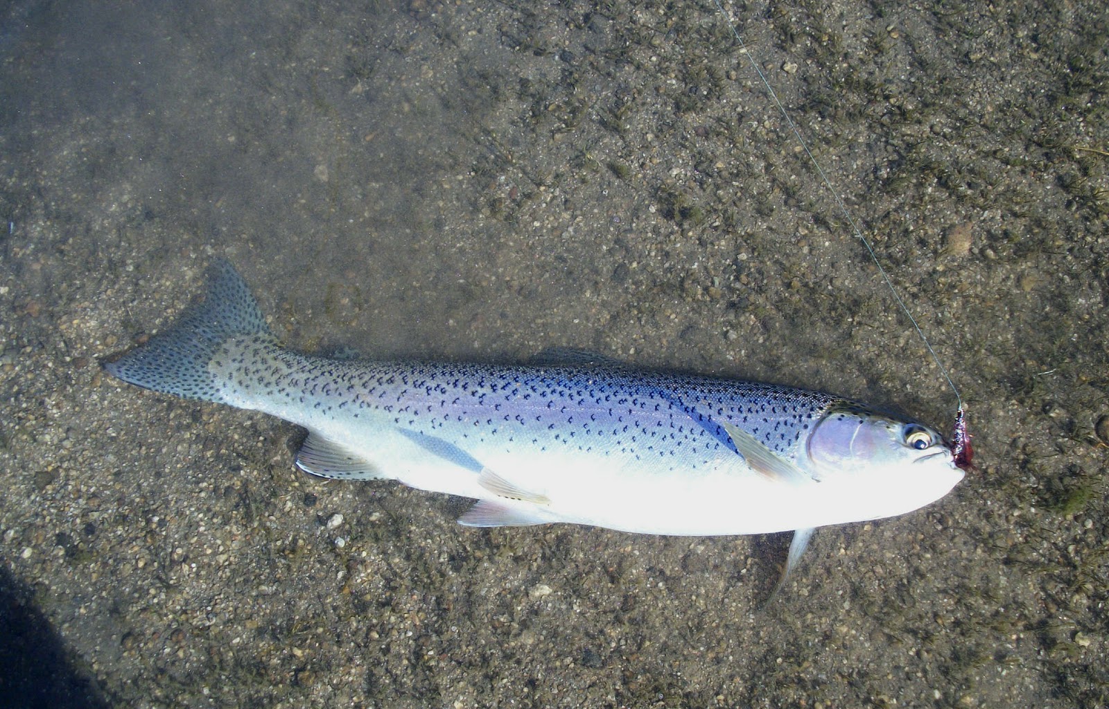 Jon Baiocchi Fly Fishing News Fishing Report Frenchmans Reservoir