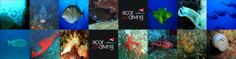 Açordiving - Dive Centre
