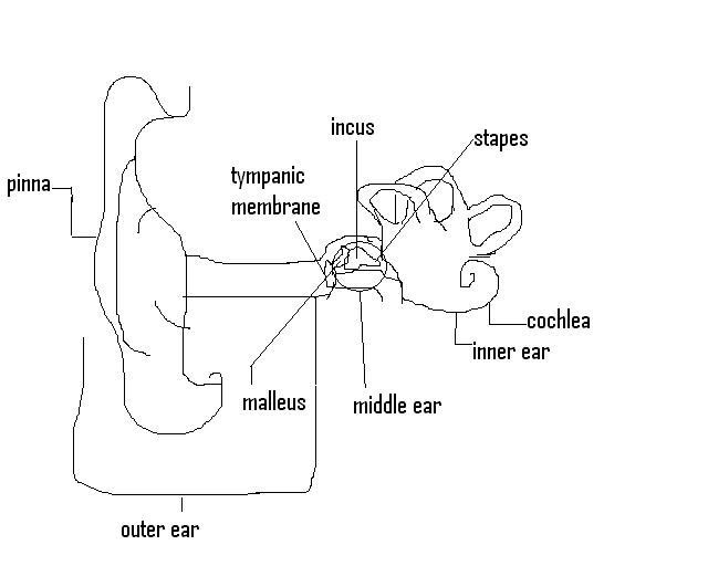 Stevens Anatomy: Basic Ear Worksheet