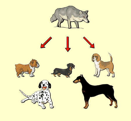 Natural Selection Animal Example Natural Selection Animal Example