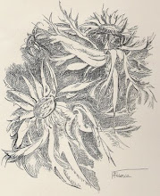 DIBUJO A PLUMILLA Medidas: 32 x 24 cm.