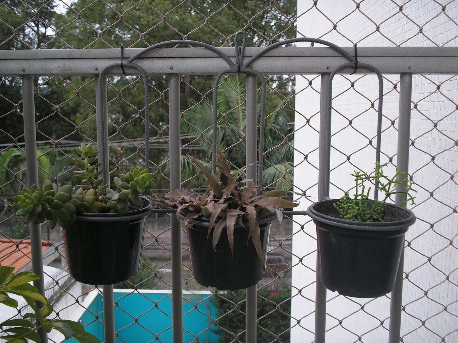 Varanda e afins : Sedum Adolphii, Bromelia Cryptanthus, Rhipsalis