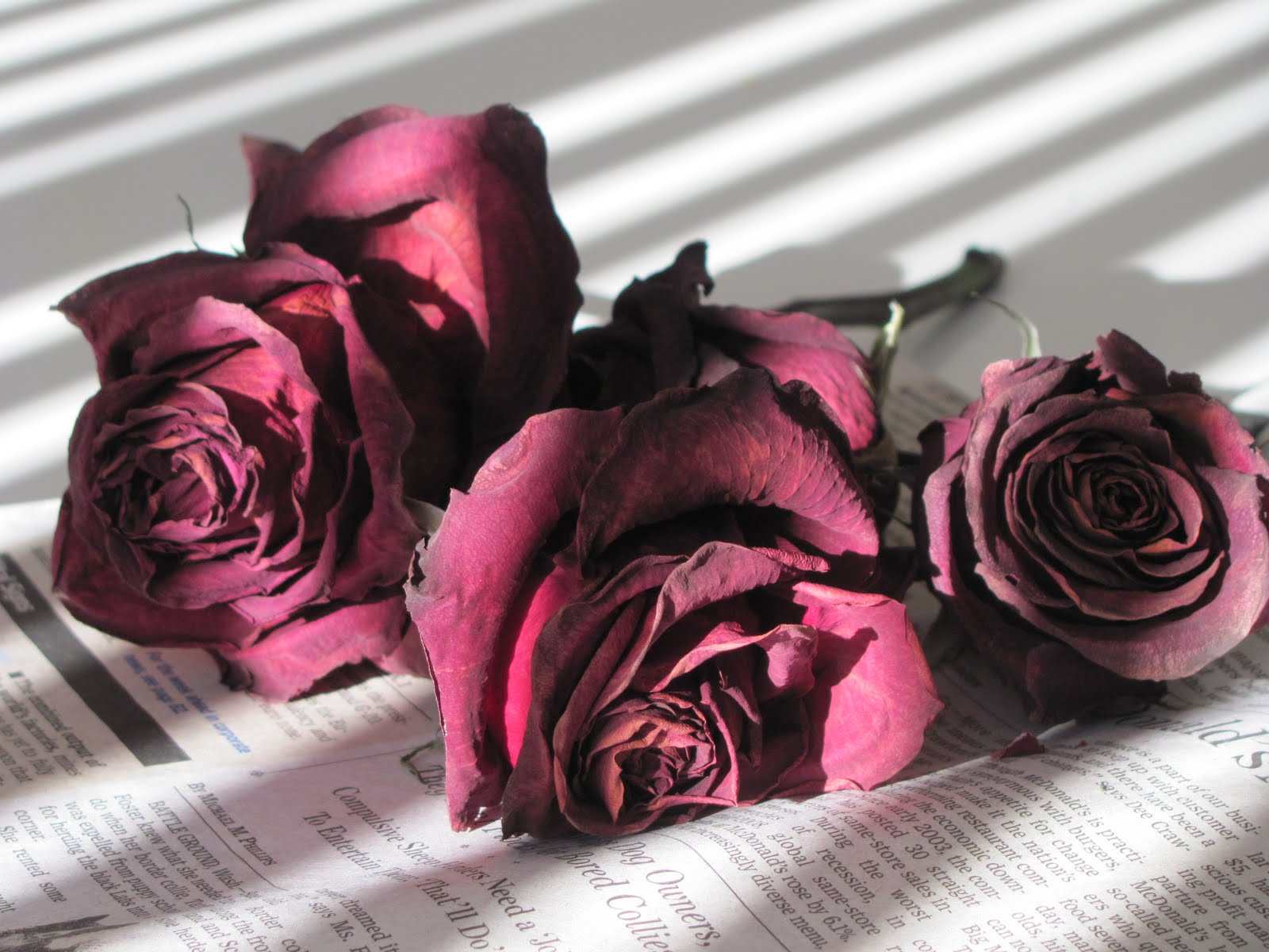 Ellouisestory Dried Roses