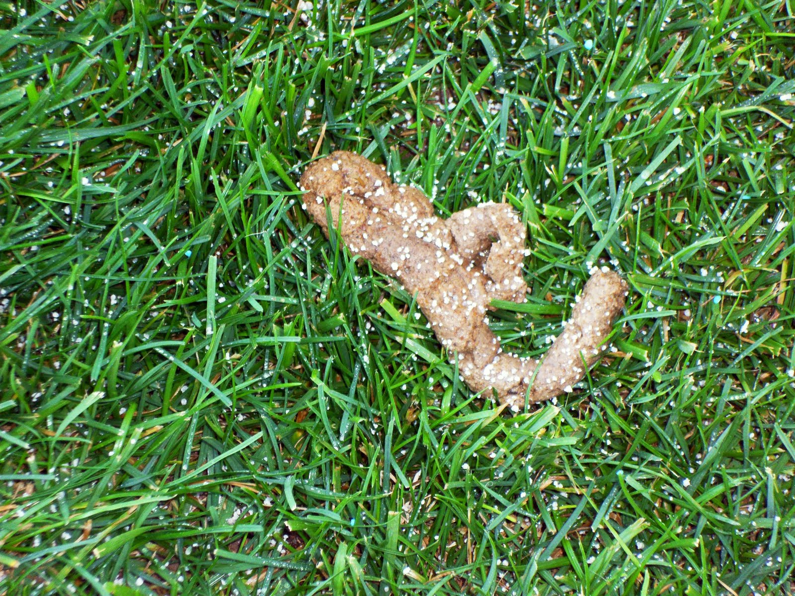 Crazy Daze & Nite Dreams September 2010