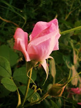 Climbing Rose July 2009