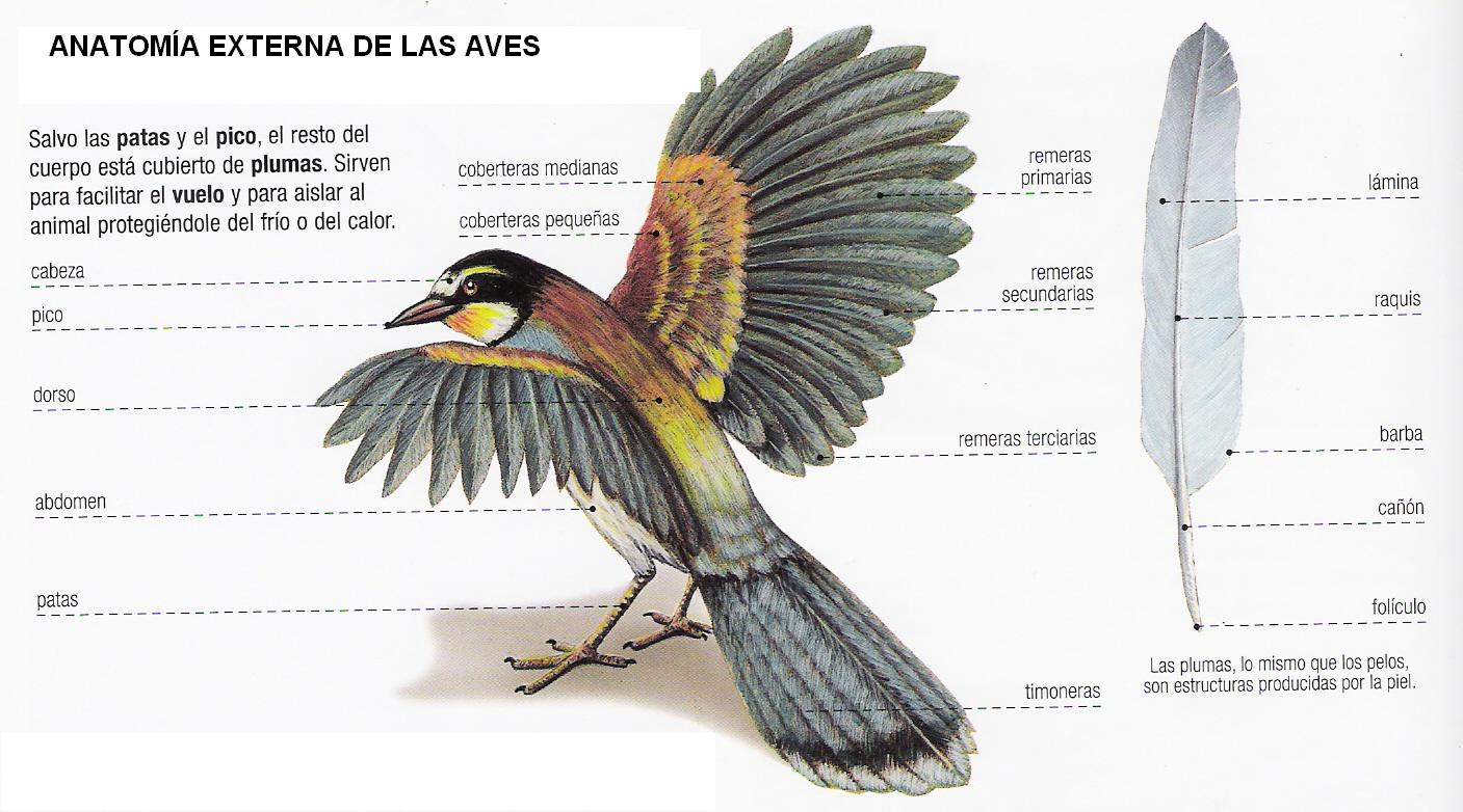 CIENCIAS NATURALES ESQUEMA DE LAS AVES
