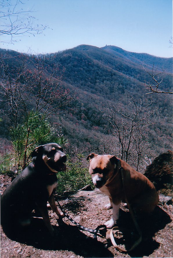 Appalachian Ridge Walker Brasstown Bald