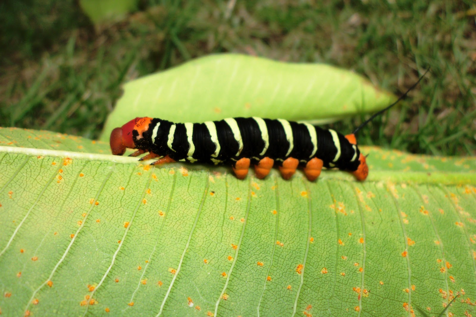 AS LAGARTAS TAMBÉM SENSIBILIZAM OS ARTISTAS