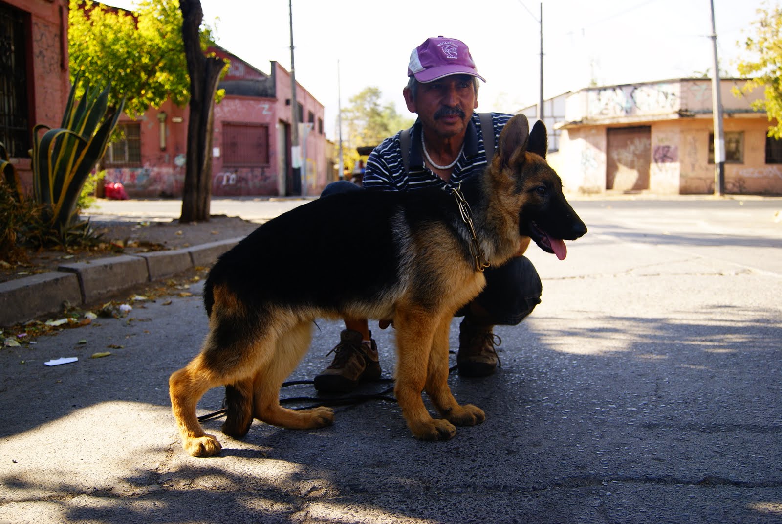 VON SCHWARZKOPF CRIADERO DE PASTOR ALEMAN