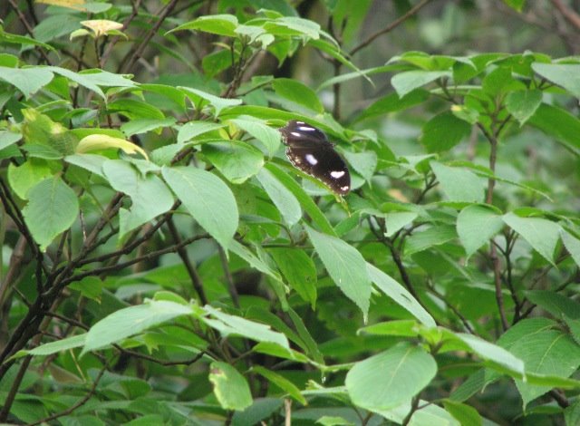 [Picture+065+Danaid+Eggfly.jpg]