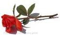 Valentine Day-red-rose