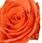 Orange-Rose