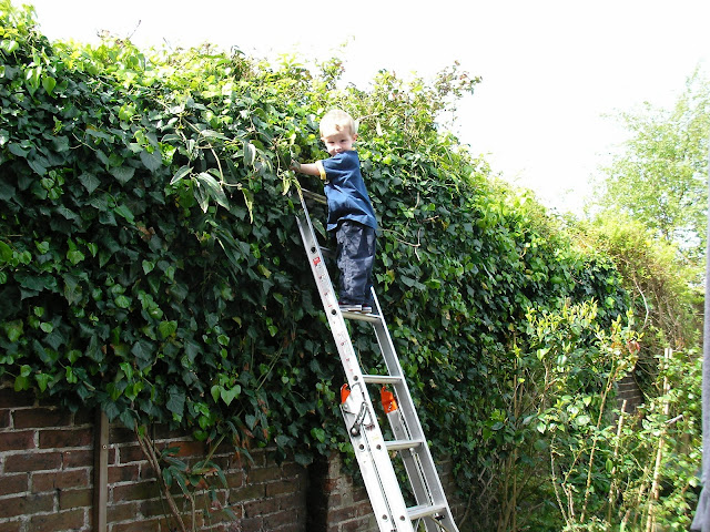 child climbing ladder to look over wall, pruning ivy