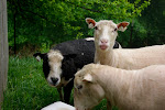 Welcome to Finnegan's Flock