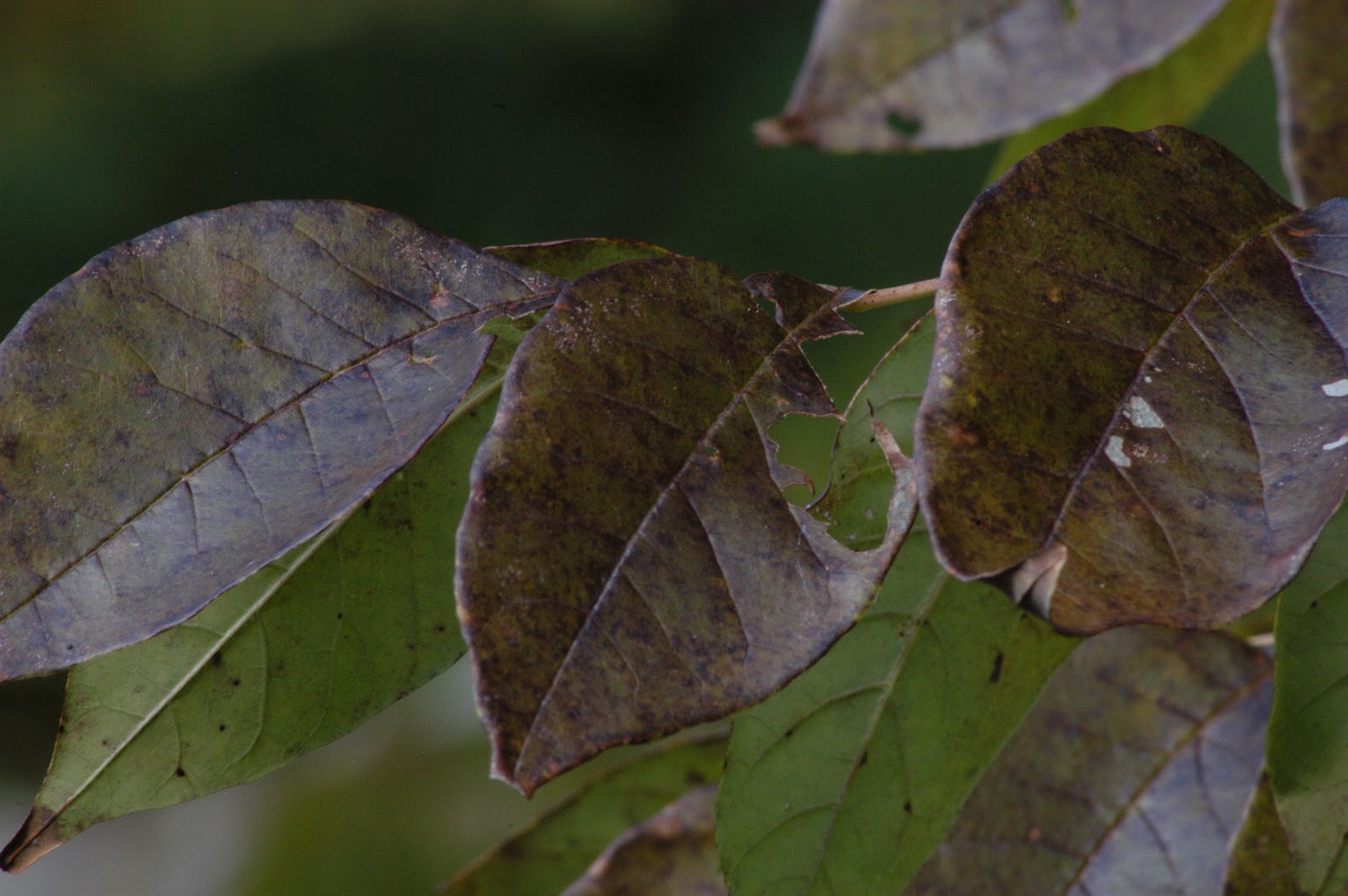 A Year With the Trees White Ash Fraxinus americana