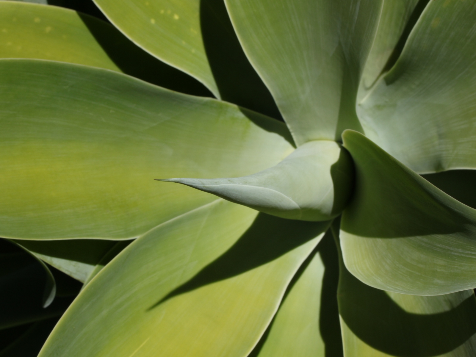 Life in snapshots: To the garden again!