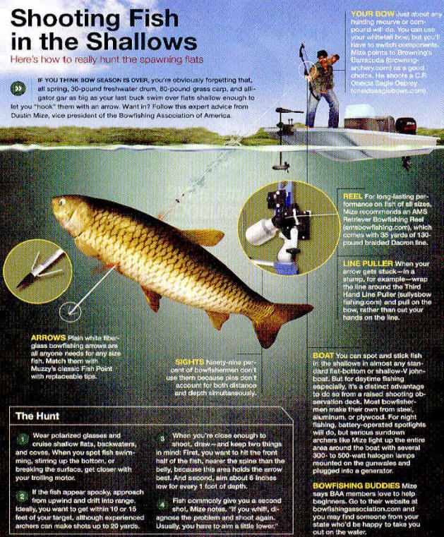 How to shoot fish in shallows Lifeformation Information for your life