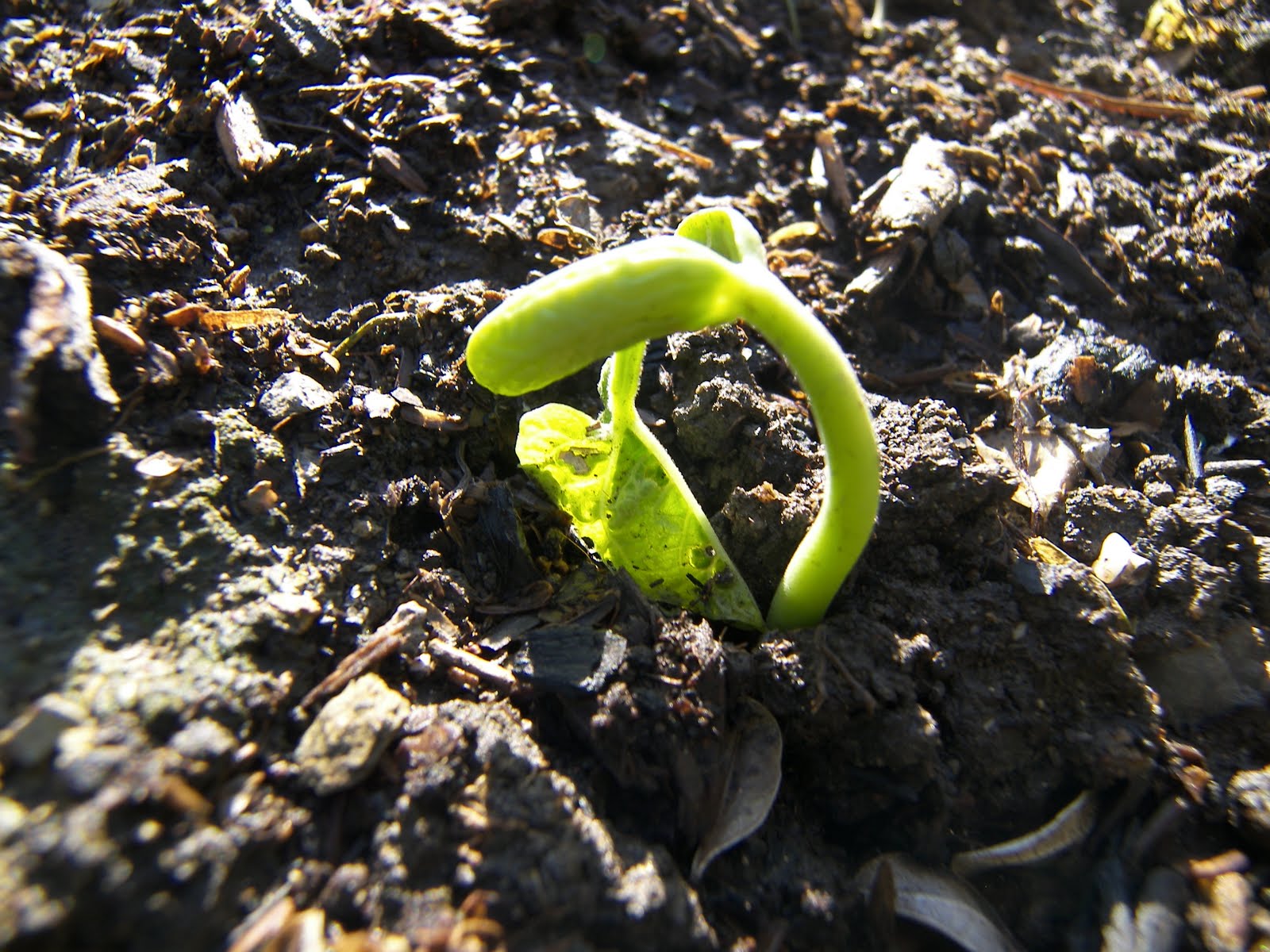 Mastering Horticulture: Germination