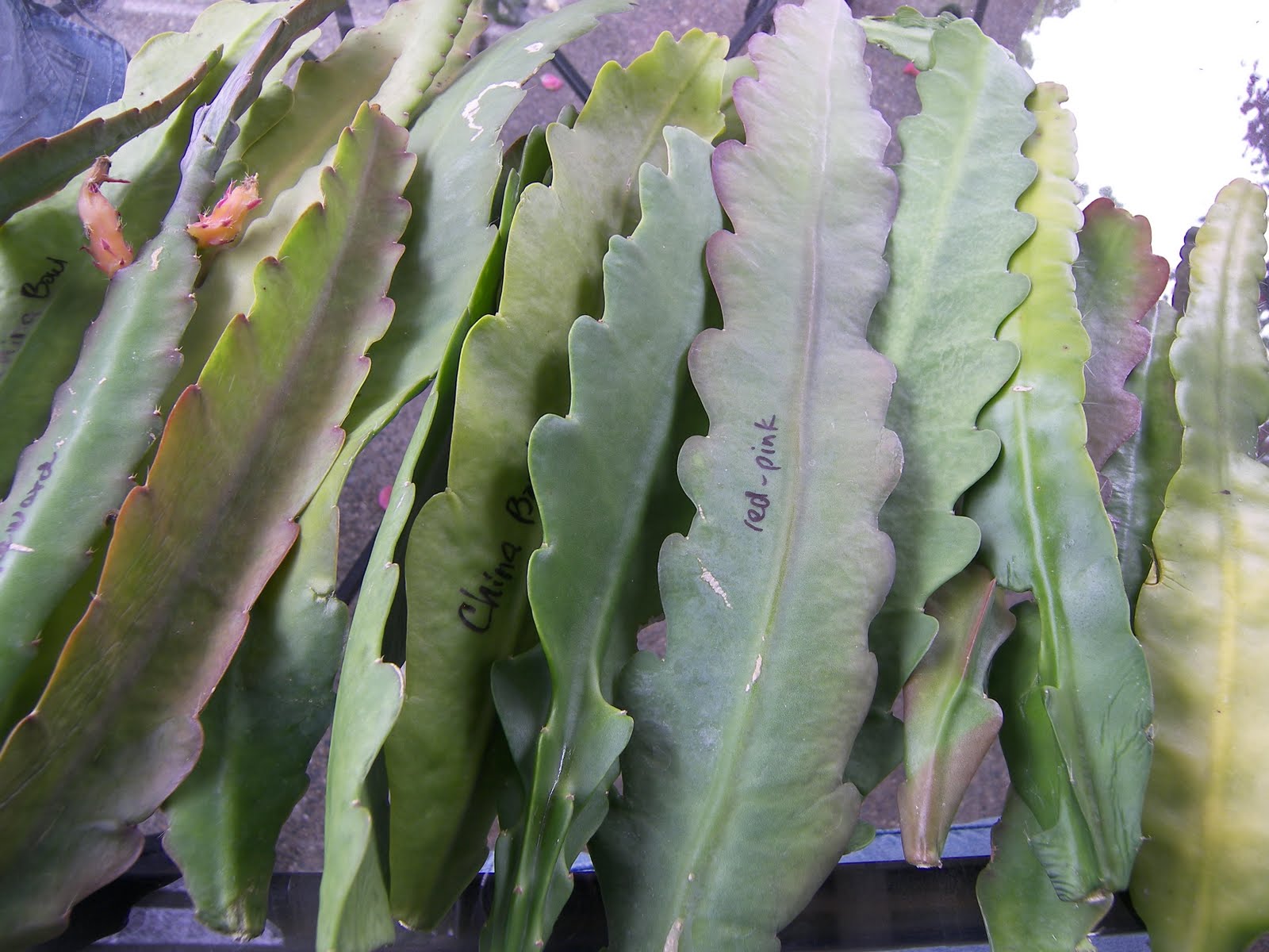 Mastering Horticulture Cactus Orchids New Plants Under My Care