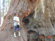 Calaveras Big Trees