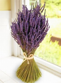 Lavender List of plants